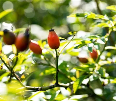 Rosa canina Rosa canina