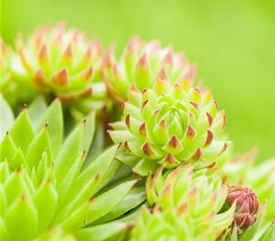 Sempervivum tectorum Sempervivum tectorum