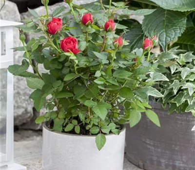 Rosa Kordana® Rosa Kordana®