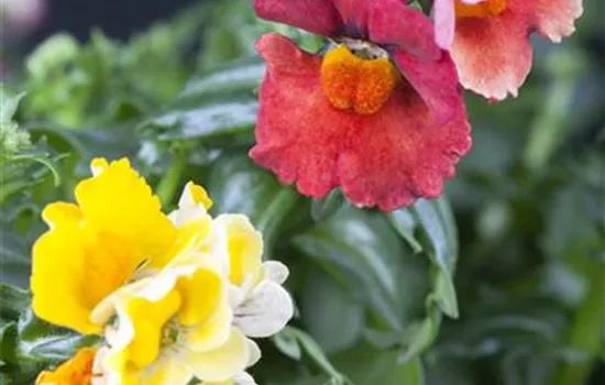 TrioMio™ TrioMio™