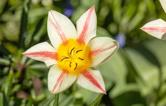 Tulipa botanical