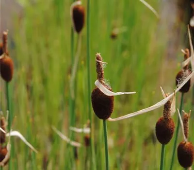 Typha minima Typha minima