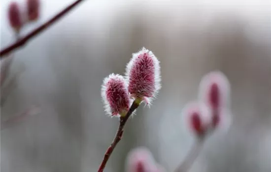 Salix 'Rotkätzchen'®