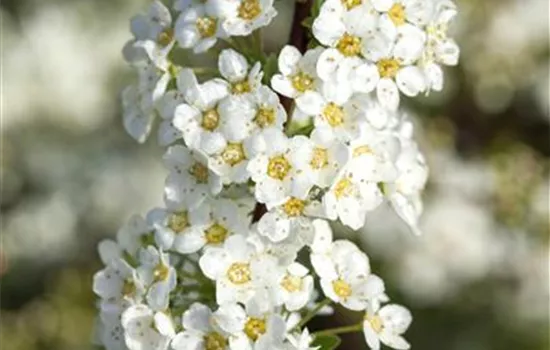 Spiraea x cinerea Spiraea x cinerea