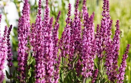 Salvia nemorosa, rosa Salvia nemorosa, rosa