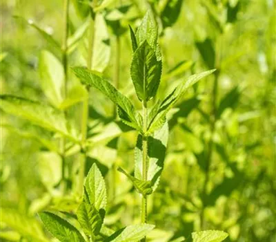 Stachys palustris Stachys palustris
