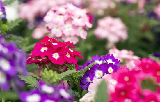 Verbena 'Trixi'® Verbena 'Trixi'®