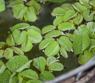 Salvinia natans Salvinia natans