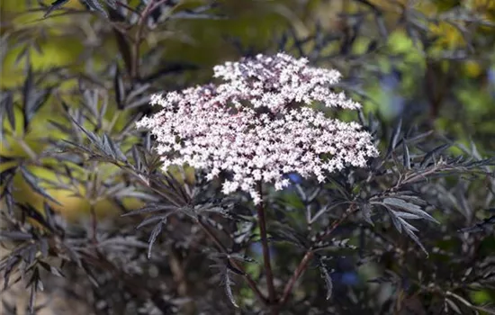 Sambucus nigra 'Black Lace'(s) Sambucus nigra 'Black Lace'(s)