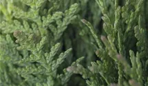 Kuschellebensbaum 'Teddy'