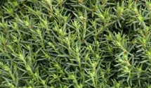Kuschellebensbaum 'Teddy'
