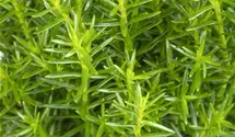 Kuschellebensbaum 'Teddy'