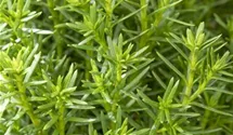 Kuschellebensbaum 'Teddy'