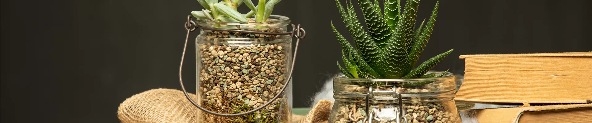 Sukkulenten in Granulat