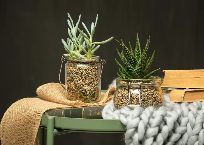 Kakteen und andere Sukkulenten