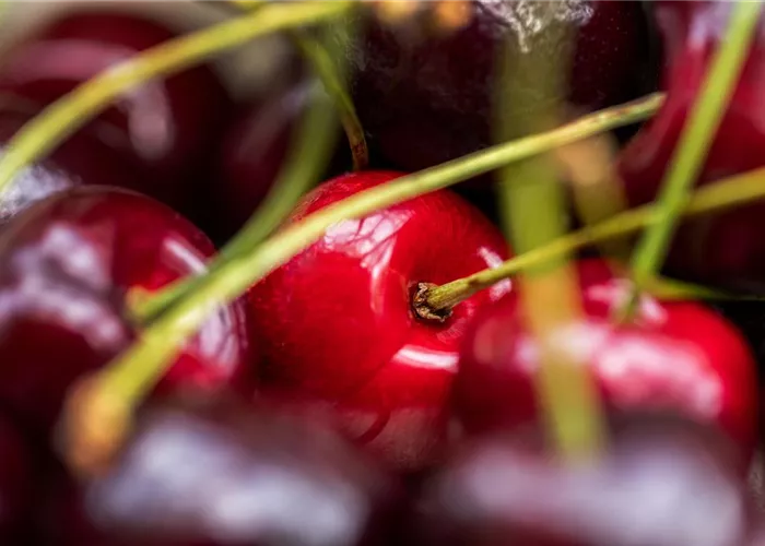 Obst, Kern- und Steinobst