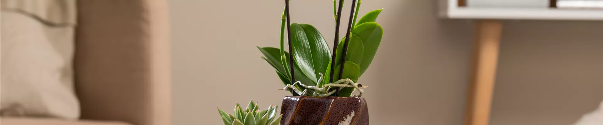 Orchidee und Sukkulente