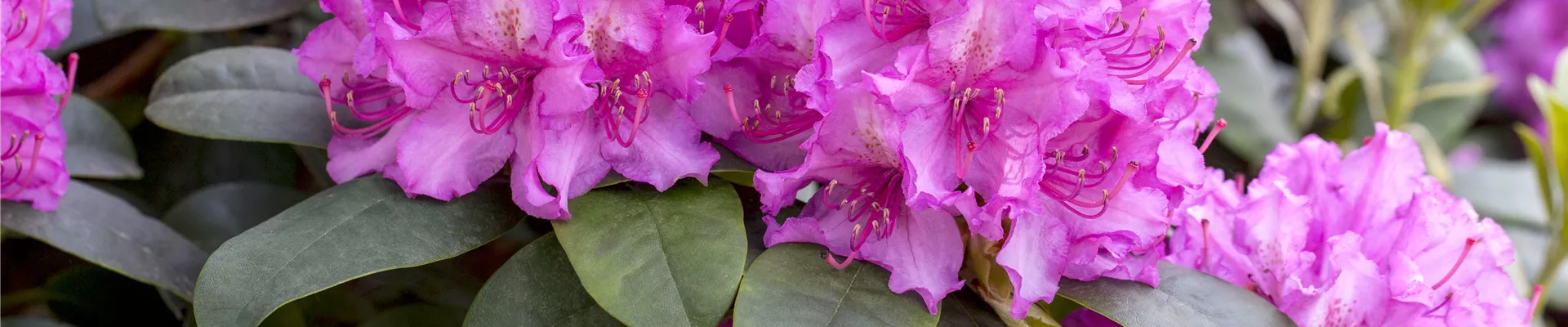Rhododendron