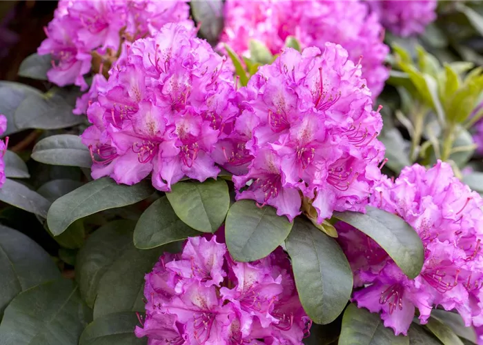Rhododendron und Azaleen
