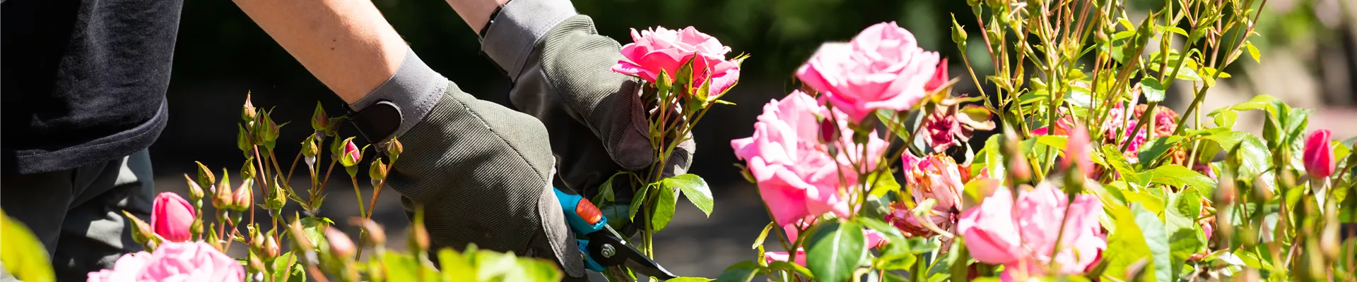 Rosen schneiden