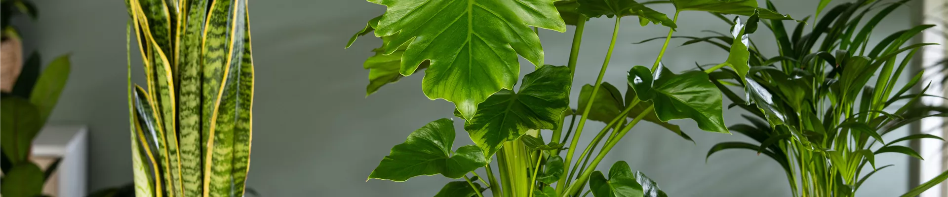 Philodendron bipinnatifidum 'Shangri-La'