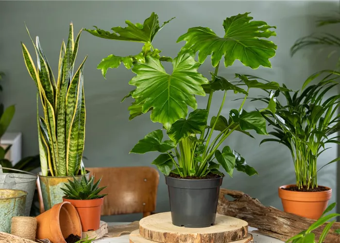 Zimmerpflanzen, Kakteen und andere Sukkulenten