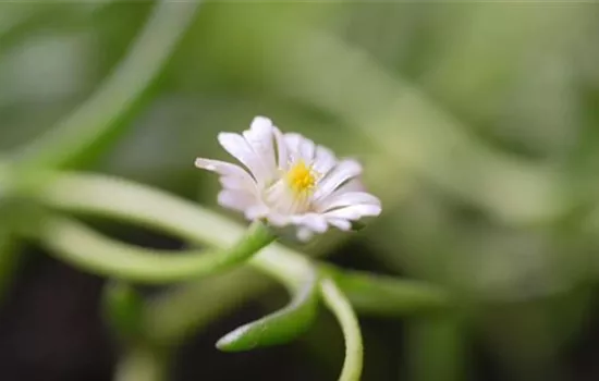 Kriechende Mittgsblume - Einpflanzen im Garten Kriechende Mittgsblume - Einpflanzen im Garten