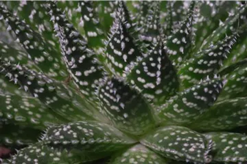 Haworthia - Umtopfen