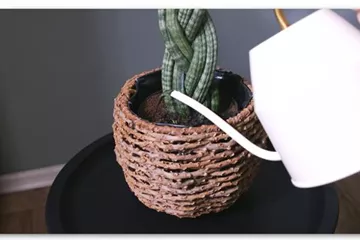 Bogenhanf "Spaghetti" geflochten - Umtopfen