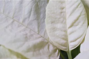 Weihnachtsstern (gelb) - Umtopfen