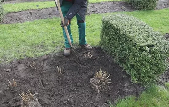 Dahlien - Einpflanzen im Garten Dahlien - Einpflanzen im Garten