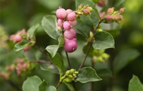 Symphoricarpos x doorenbosii Symphoricarpos x doorenbosii