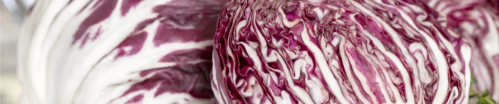 Cichorium intybus var. foliosum