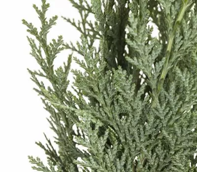 Chamaecyparis lawsoniana Chamaecyparis lawsoniana
