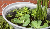 Wassersalat