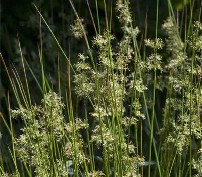 Juncus effusus Juncus effusus