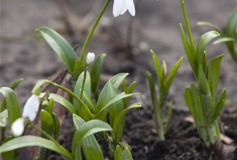 Galanthus