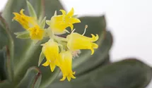 Echeverie