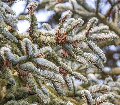 Abies koreana Abies koreana