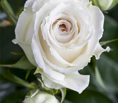 Edelrose Edelrose