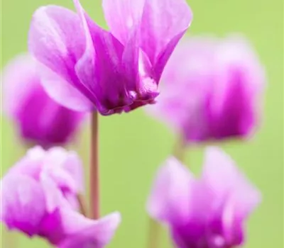 Cyclamen hederifolium Cyclamen hederifolium