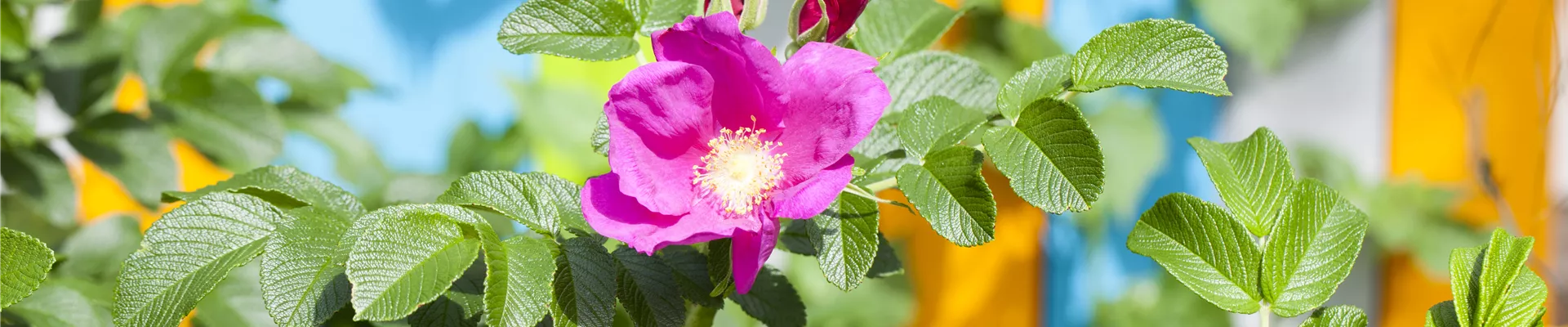 Wildrose Wildrose