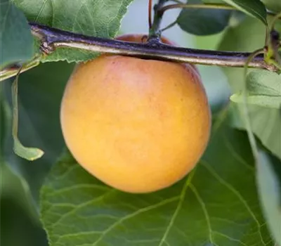 Prunus armeniaca Prunus armeniaca