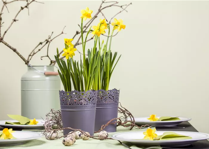 Frühblüher im Haus – Blumenzwiebeln antreiben