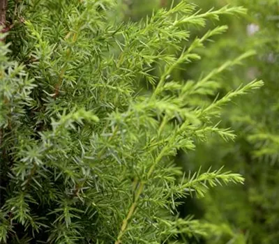 Juniperus communis Juniperus communis