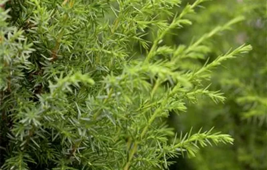 Juniperus communis Juniperus communis