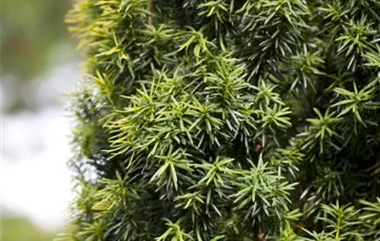 Taxus baccata Taxus baccata