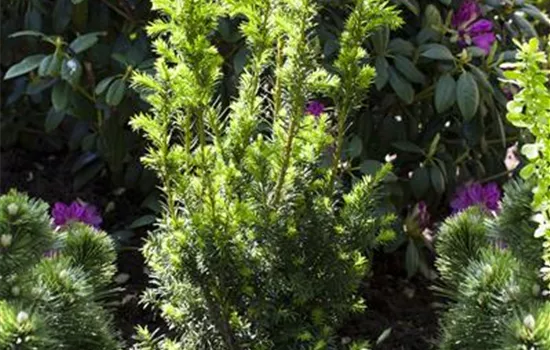 Taxus x media Taxus x media