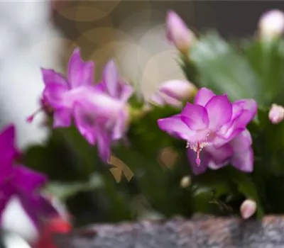 Schlumbergera bridgesii Schlumbergera bridgesii