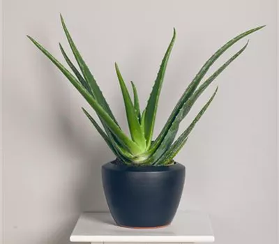 Aloe vera Aloe vera